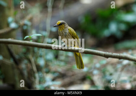 Stripe-throated Bulbul Bird, in piedi su un ramo in natura della Thailandia Foto Stock