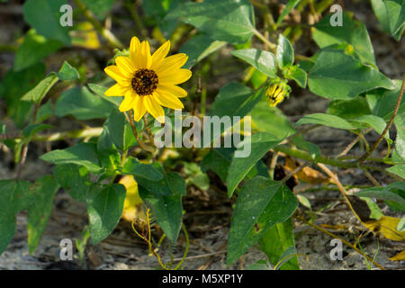 Dune giallo girasole (Helianthus debilis) pianta che cresce in un habitat di macchia in Boynton Beach, Palm Beach County, Florida, Stati Uniti d'America Foto Stock