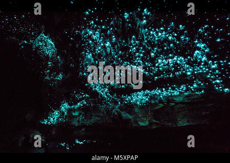 Glowworms in grotte Waipu,Nuovo Zaland Foto Stock