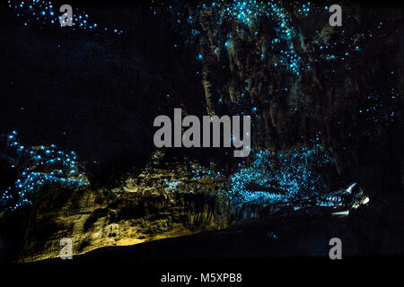 Glowworms in grotte Waipu,Nuovo Zaland Foto Stock