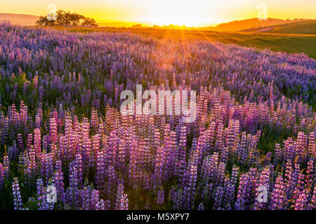 Tramonto, Lupin, Lupinus angustifolius, Williams Ridge, Parco Nazionale di Redwood in California Foto Stock