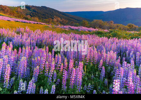 Tramonto, Lupin, Childs Hill Prairie, Parco Nazionale di Redwood in California Foto Stock