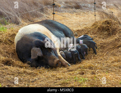 Cinta Senese, suini toscani, Infermieristica femmina, Acorn Ranch, Yorkville, Mendocino County, California Foto Stock