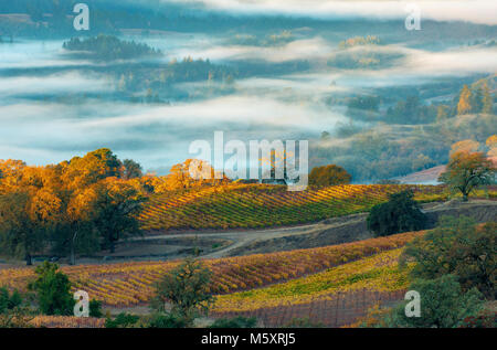 Sunrise, Marietta vigneti, Yorkville Highlands, Mendocino County, California Foto Stock