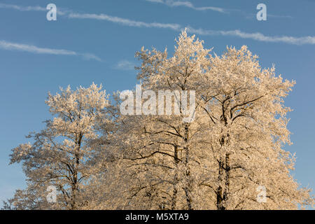 Treetops con brina contro il cielo su un freddo inverno mattina nella Svizzera centrale Foto Stock