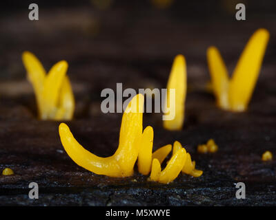 Piccolo giallo jelly fungo Calocera cornea crescente dal decadimento di legno in un Pacific Northwest forest Foto Stock