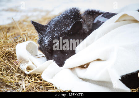 Bella alaska cani husky in appoggio durante uno sled dog race. Lunga distanza Sled Dog Race in Norvegia. Foto Stock