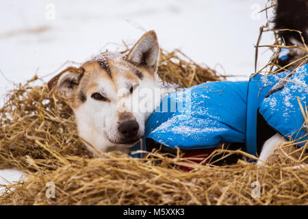 Bella alaska cani husky in appoggio durante uno sled dog race. Lunga distanza Sled Dog Race in Norvegia. Foto Stock