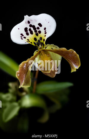 Giallo Lady pantofola (paphiopedilum) Orchidee, su sfondo nero Foto Stock