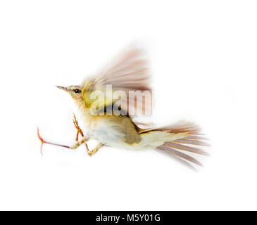 Willow trillo (willow wren, Phylloscopus trochilus), giallo-verde, uccelli uccelli forestali passerine, uccelli, su sfondo bianco, in volo Foto Stock