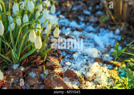 Bella bucaneve su sfondo bokeh di fondo nella soleggiata Foresta di primavera sotto il sole. Foto di pasqua con copia spazio. Foto Stock