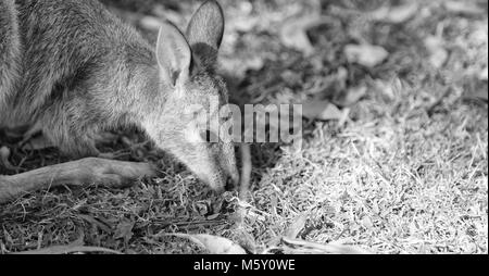 In Australia natuarl park close up kangaroo vicino a boccola Foto Stock