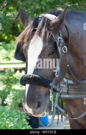 Chiudere fino a cavallo in stallo Foto Stock