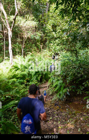 Kalaw: turisti trekker in tour di trekking, giungla, , stato Shan, Myanmar (Birmania) Foto Stock