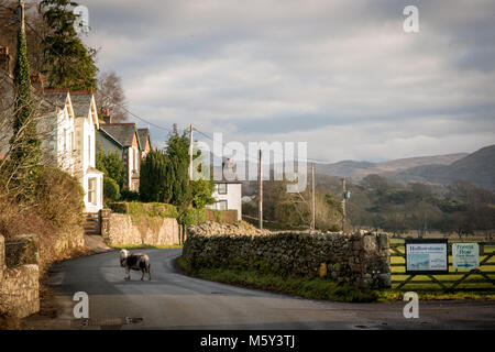 Una pecora su strada in Eskdale green, Cumbria su un luminoso winter's day. Foto Stock