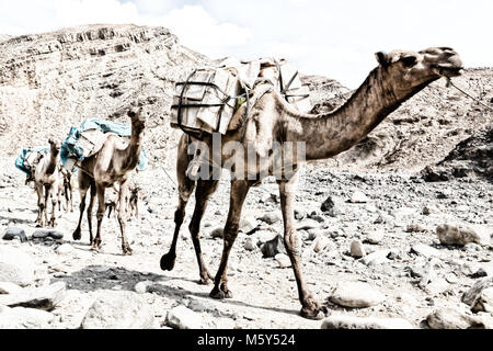 In danakil Etiopia africa nel vecchio fiume secco un sacco di cammelli con la miniera di sale a piedi nella valle del mercato Foto Stock