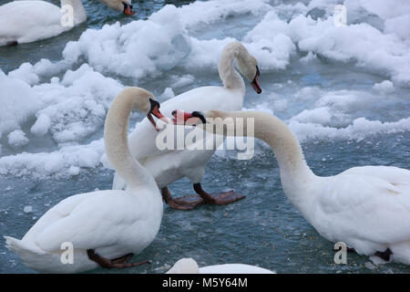 Cigni in un freddo, Snowy Blue River Foto Stock