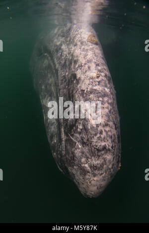 Una curiosa balena grigia si avvicinò a turisti in piccole imbarcazioni nella baia di Magdalena, Baja California Sur, Messico Foto Stock