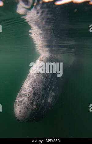 Una curiosa balena grigia si avvicinò a turisti in piccole imbarcazioni nella baia di Magdalena, Baja California Sur, Messico Foto Stock