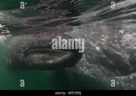 Una curiosa balena grigia si avvicinò a turisti in piccole imbarcazioni nella baia di Magdalena, Baja California Sur, Messico Foto Stock