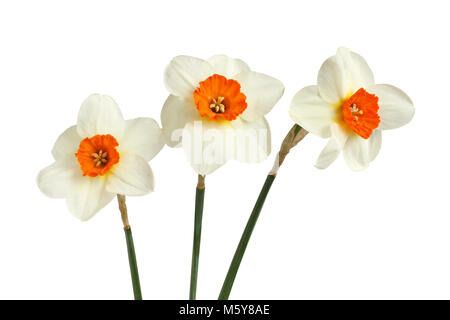 Bouquet di tre narcisi isolati su sfondo bianco Foto Stock