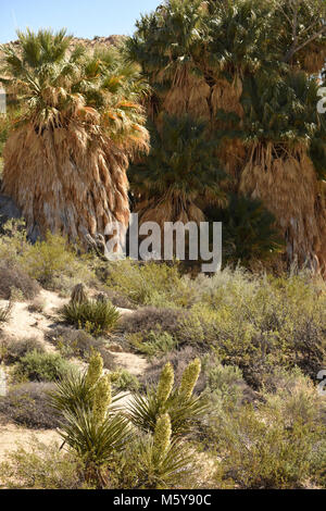 California fan palms di pioppi neri americani oasi a molla. Foto Stock