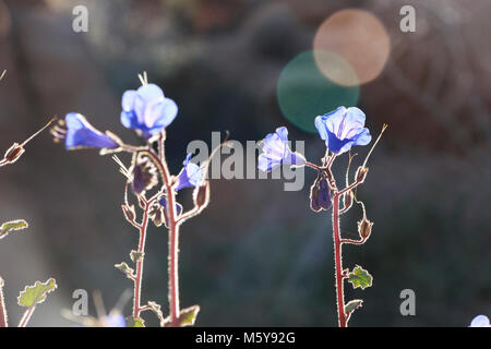 Canterbury Bells (Phacelia campanularia). Foto Stock