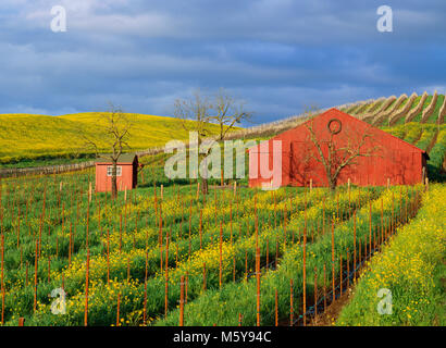 Granaio rosso, Carneros Denominazione, Napa Valley, California Foto Stock