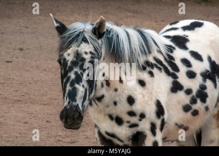I cavalli addomesticati di Corrales, Nuovo Messico Foto Stock