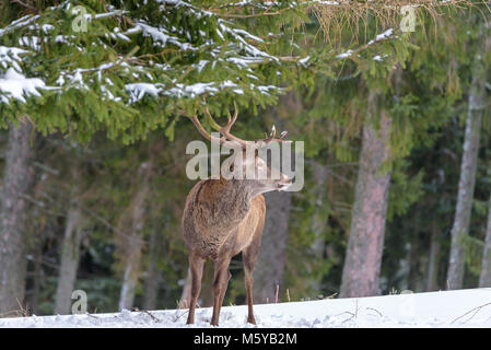 Colore outdoor fauna animale invernale ritratto di un singolo Red Deer/elk, grandi corna di cervo in piedi su un campo di neve nella parte anteriore di un bosco su un luminoso giorno Foto Stock