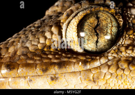 Full-cresciuto parete Moorish gecko (Tarentola mauretanica), occhio, close up Foto Stock