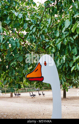 Oche addomesticati animali su un Foie Gras francese farm in Dordogne Francia Foto Stock