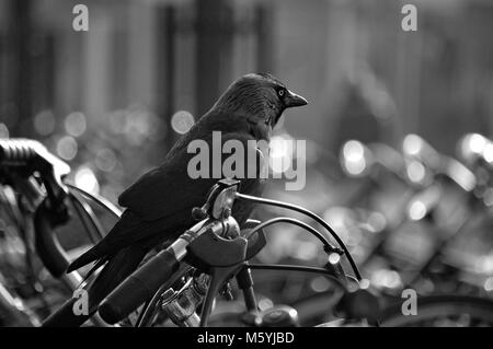 Un corvo sulla sommità del manubrio di una bicicletta Foto Stock