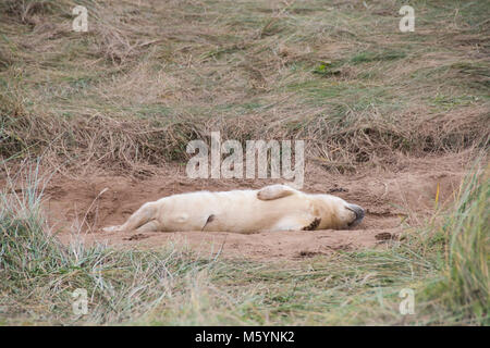 Lincolnshire, Regno Unito - Nov 15: un soffice neonato guarnizione grigio pup giacenti nelle dune di sabbia, cordone ombelicale che mostra il 15 Nov 2016 a Donna Nook Foto Stock