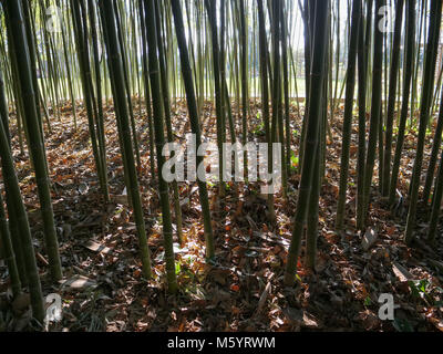 Vista orizzontale della luce solare filtrata in un sottobosco di bambù Foto Stock