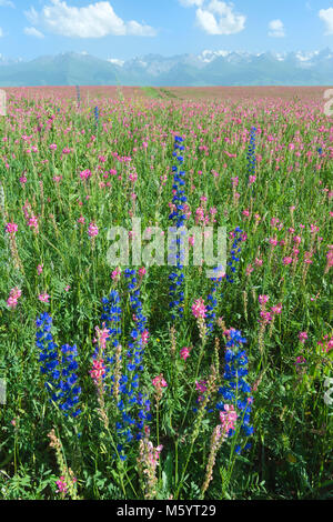 Campo di fiori di campo nella parte anteriore del Tien Shan Mountain Range, Strada di Song Kol, provincia di Naryn, Kirghizistan, Asia centrale Foto Stock