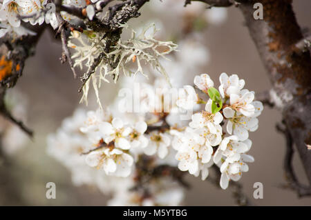 Fioritura ciliegio con un sacco di fiori bianchi Foto Stock