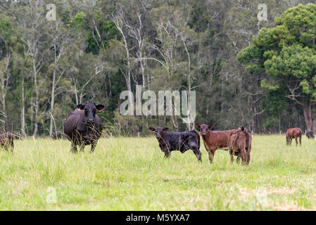 Il Black Angus e Santa Gertrudis bovini da carne in una fattoria nel nord del NSW, Australia Foto Stock