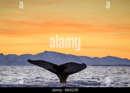 Fluke di Humpback Whale, Megaptera novaeangliae, Andfjorden, Andoya Isola, Norvegia Foto Stock