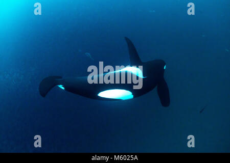 Killer Whale huntig aringa, Orcinus orca, Andfjorden, Andoya Isola, Norvegia Foto Stock