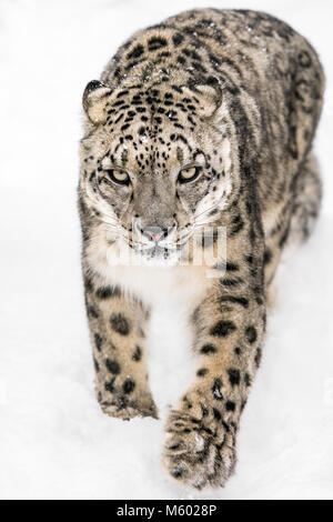 Snow Leopard sul prowl XIV Foto Stock