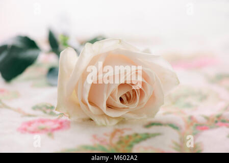 Rosa pastello su uno sfondo morbido Foto Stock