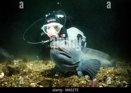 Lupo di mare, Anarhichas lupus, Oceano Atlantico settentrionale, Islanda Foto Stock