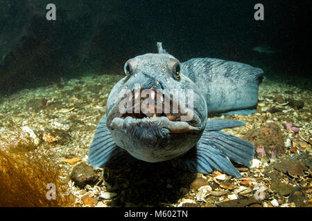 Lupo di mare, Anarhichas lupus, Oceano Atlantico settentrionale, Islanda Foto Stock