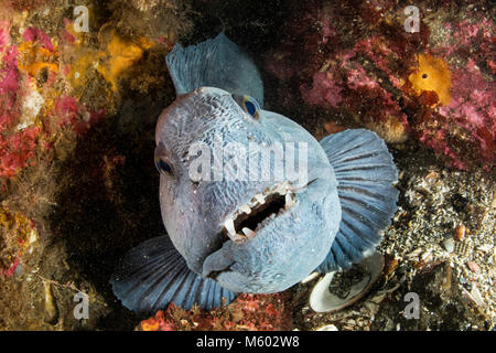 Lupo di mare, Anarhichas lupus, Oceano Atlantico settentrionale, Islanda Foto Stock
