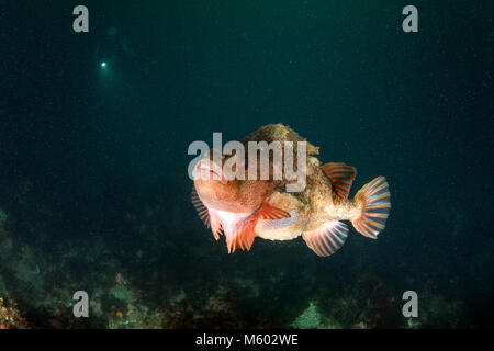 Lumpsucker, Cyclopterus lumpus, Oceano Atlantico settentrionale, Islanda Foto Stock