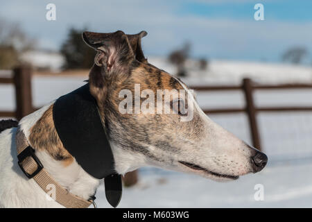 Ritratto di un bellissimo tigrato e bianco ex-racing (pensionati) Greyhound a sunshine contro un sfondo innevato Foto Stock
