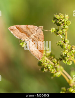 Ombreggiato ampio bar Tarma (Scotopteryx chenopodiata) arroccato su olmaria impianto. Tipperary, Irlanda Foto Stock