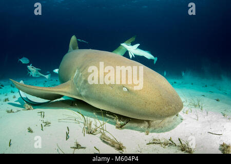 Squalo nutrice, Ginglymostoma cirratum, Bimini, Bahamas Foto Stock