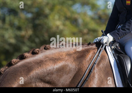 Dettaglio del pulsante equina trecce di dressage Foto Stock